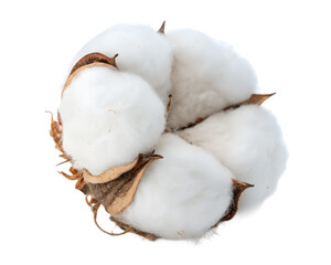 Fluffy cotton boll isolated on transparent background