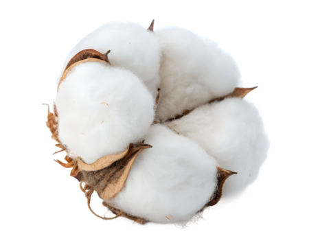 Fluffy cotton boll isolated on transparent background