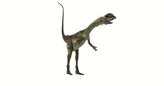 Dilophosaurus Animation on PNG Transparent Background - Dilophosaurus was a large carnivorous theropod dinosaur that lived in Arizona, USA during the Jurassic Period.