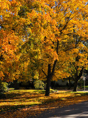 Naklejka premium Bright Autumn Tree in Park