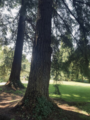 Tall Tree Trunks in Sunlight