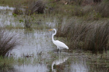 Great white egret in water at Merritt Island Florida