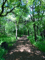 Fototapeta premium Shaded Path Through Lush Green Forest