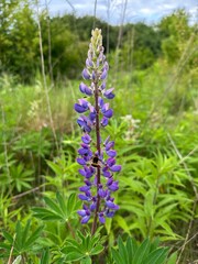 Lupinus polyphyllus in the grass