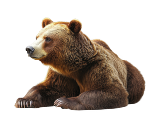 Laying grizzly bear on transparent background animal cutout png nature environment side view for creative projects