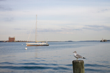 seagull with sailboat in the background