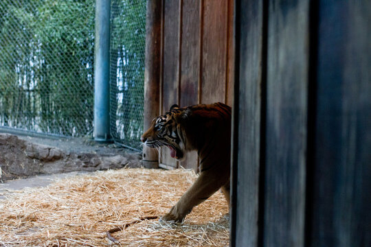 tiger yawning in zoo