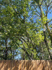Fototapeta premium Tree Canopy Over Fence Line