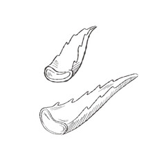 Vector illustration cartoon of sliced aloe vera leaves labeled for natural herbal medicine use, ideal for packaging and botanical designs