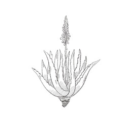 Vector illustration cartoon of a hand-drawn Aloe Vera plant with a flower, isolated, perfect for botanical, herbal and cosmetic designs