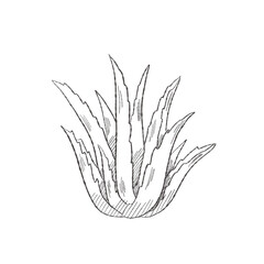 Vector illustration cartoon of Aloe Vera plant with black outline, suitable for medicine books, coloring pages, cosmetics, packaging