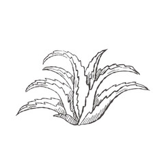 Vector illustration cartoon of a hand-drawn Aloe Vera plant isolated, perfect for botanical, cosmetic or medicinal branding