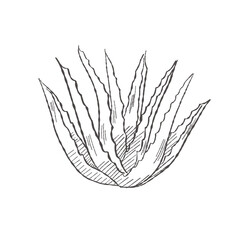 Vector illustration cartoon of Aloe Vera plant representing a cosmetic ingredient isolated as a clean design element for packaging and branding