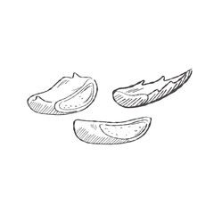 Vector illustration cartoon of a collection of hand-drawn Aloe Vera leaves, isolated, ideal for botanical designs, packaging or decoration