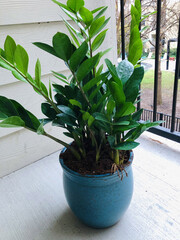 Potted ZZ Plant on Balcony