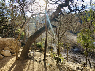 Curved Tree Over Quiet Stream