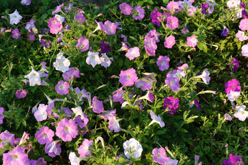 ペチュニアの花群