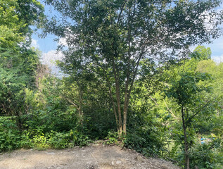 Forest Clearing on Dirt Path
