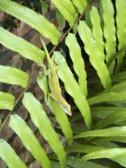 Lizard on Leaf