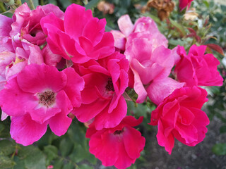 Bright Pink Knock Out Roses in Full Bloom