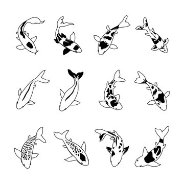 Different types of Koi Fish doodle outline set collection,koi carp fish set isolated on blue background, japanese carp and colorful oriental koi in Asia set of Chinese goldfish, koi types illustration
