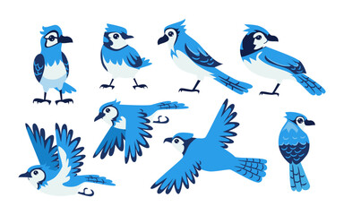 Set of blue jay bird with various pose collection, Wild animals, avian, birds concept, contain perched, flying, cartoon style, isolated on white background, flat vector illustration.