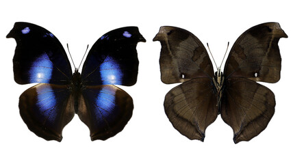 Napeocles jucunda sides are displayed separately, revealing striking blue hues on one side and rich...