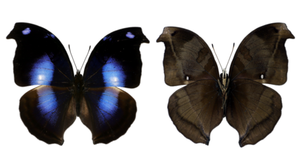 Napeocles jucunda sides are displayed separately, revealing striking blue hues on one side and rich browns on the other. This juxtaposition highlights the intricate patterns of butterfly wings.