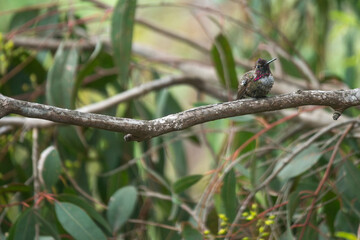 colibri © alfredo914