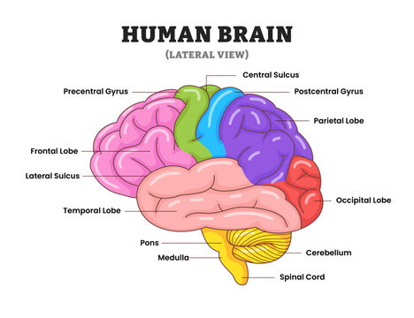  Functional areas of human brain structure anatomy diagram lateral view, educational medical poster design healthcare scheme, labeled motor control, vision, speech, memory processing, and emotion.