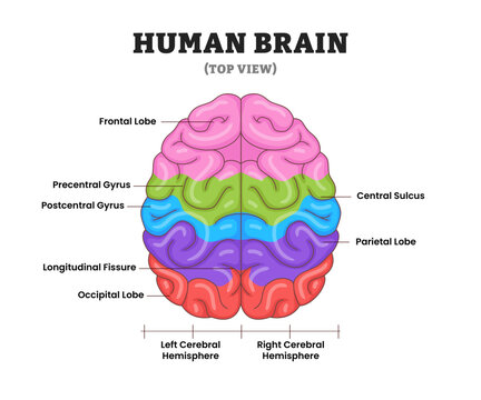 Functional areas of human brain structure anatomy diagram top view, educational medical poster design healthcare scheme, labeled motor control, vision, speech, memory processing, and emotion.