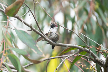 colibri © alfredo914