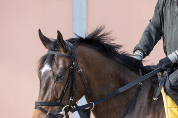 The head of a Thoroughbred race horse with a rider,  showing the white in it's eye.