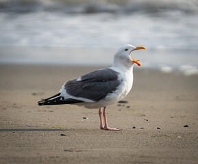 Seagull Calling Out on a Sandy Beach