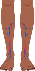 Human legs anatomy with visible veins and arteries medical vector illustration for educational purposes