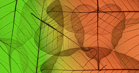 autumn leaves background