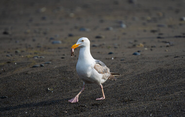 Seagull Carrying Prey on a Sandy Beach