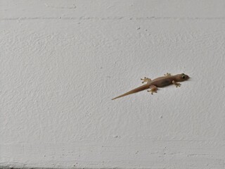 House lizard on a white wall. Common house gecko.