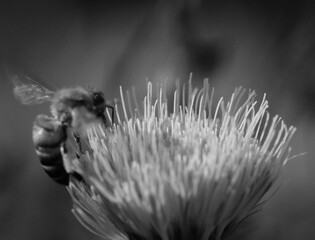 Bee on thistle bloom in black and white, macro closeup during summer season.