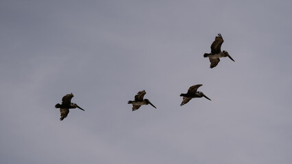 Four Brown Pelicans in Flight Against a Cloudy Sky