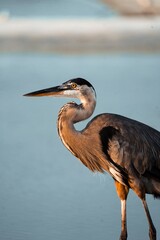 Great Blue Heron Standing in Shallow Water at Sunrise © Hamilton