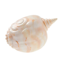 A polished seashell with a pearlescent finish, isolated on a transparent background, macro photography style, vibrant colors.