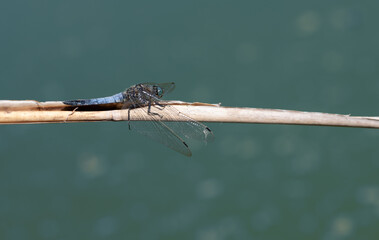 a blue dragonfly (Orthetrum cancellatum), sitting on a dry reed stalk against a blue background