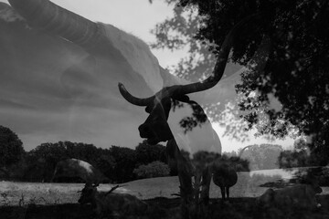 Double exposure art of Texas longhorn cow in rural ranch field in black and white.