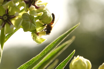 Bee on antelope horn milkweed plant closeup during spring season in Texas nature.