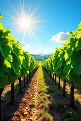 Naklejka premium Sun-Drenched Vineyard Landscape Rows of Grapevines Stretching to the Horizon Under a Bright Blue Sky, Perfect for Wine Country Tourism and Wine Label Design.