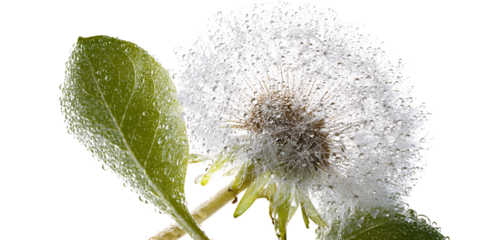DewKissed Dandelion Seed Head with Green Leaf on Black Background Macro shot of delicate dandelion seeds covered in water droplets, showcasing natures beauty and fragility