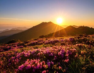 満開のハマナスが風に揺れる知床の丘、太陽が斜めから差し込む、コントラストの強い写真