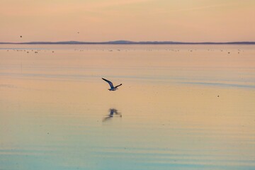 A lone seagull flies over the calm, reflective waters of Salton Sea, Bombay Beach, California, USA...