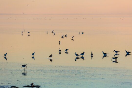 Shorebirds forage for food at sunset in the shallow waters of the Salton Sea. The birds are searching for food in the mudflats during their migration. Bombay Beach, California, USA - Powered by Adobe